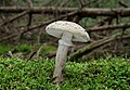 Amanita spissa