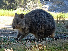 Quokka