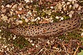 Limax maximus