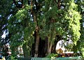 Árbol del Tule en Santa María del Tule, Oaxaca, Mexico, Octubre 2009.