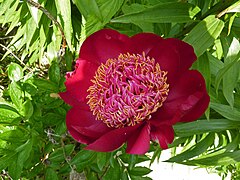 Paeonia "Walter Mains", Japanese flowered