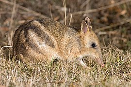 Bandicoot (Perameles gunni, Peramelemorphia)