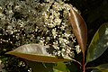 Photinia fraseri