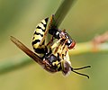   A wasp feeding on a fly