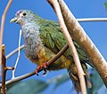 Beatiful Fruit Dove