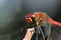 * Nomination Head of a Sympetrum sanguineum. --ComputerHotline 17:08, 31 July 2010 (UTC) * Promotion Lighting could be better, but still good. --Quartl 18:05, 31 July 2010 (UTC)