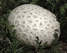 Western Giant Puffball