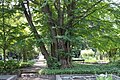 * Nomination Cercidiphyllum japonicum trunk, Warsaw University Botanical Garden, Poland. --Crusier 18:42, 8 August 2010 (UTC) * Decline The trunk lacks contrast and sharpness. Also, the fore- and background are distracting and contain many overexposed areas. --Quartl 07:29, 9 August 2010 (UTC)