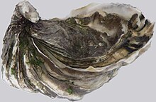 Crassostrea gigas p1040847.jpg