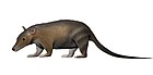 Herpetotherium fugax