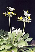 Primula verticillata