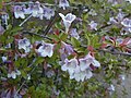 Abelia parvifolia (sinonim Abelia schumanni)