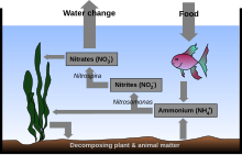 Aquarium Nitrogen Cycle.svg