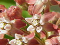 Detalle de les flores