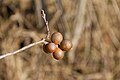 Beeren nach dem Winter