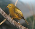 Golden White-eye