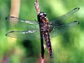 Rusvoji skėtė (Libellula fulva), patelė.