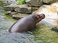 Nijlpaard in het Noorder Dierenpark Emmen