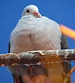 Pink Pigeon