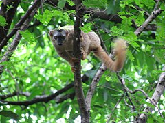 Eulemur rufus