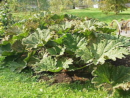 Gunera (Gunnera manicata)