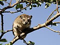 Heterohyrax brucei