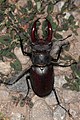 Lucanus cervus