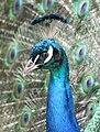 Indian Peacock