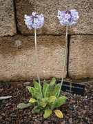 Primula bellidifolia