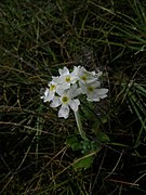 Primula magellanica