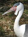 Wattled Crane