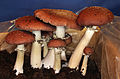 Stropharia rugosoannulata