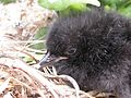 Pigeon Guillemot on South East Farallon Island, chick