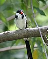 Pin-tailed Whydah