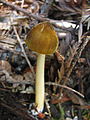 Pluteus flavofuligineus