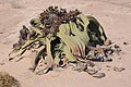 Welwitschia mirabilis, Coniferopsida, Gnetales