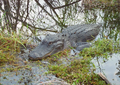 Image 5Alligator in the Florida Everglades (from Geography of Florida)