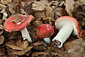 Russula nobilis