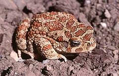 Description de l'image Bufo mauritanicus02.jpg.