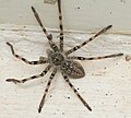 Sparassidae (Bertkau, 1872) jaktedderkopper 1 art/slekt