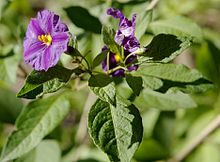 Lycianthes rantonnei flowers.jpg