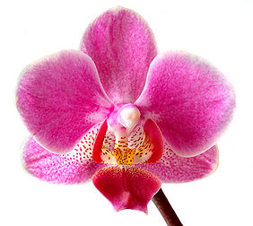 Une orchidée (Orchidaceae), du genre Phalaenopsis. (définition réelle 1 500 × 1 339*)