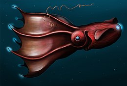 Vámpírtintahal (Vampyroteuthis infernalis) a rend egyetlen élő képviselője