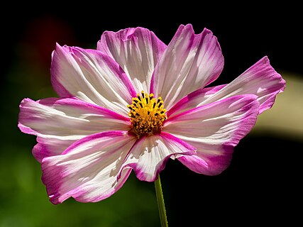 Flower of a cosmea plant