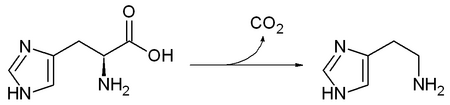 Vorming van histamine uit histidine