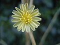 De bloemen zijn lichtgeel en bevatten uitsluitend lintbloemen