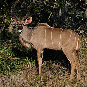 Cudo-gigante, bovino do gênero Tragelaphus