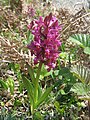 Dactylorhiza sambucina France - monts d'Aubrac