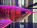 Arowana tsvuku (Red Arowana), ihove inowanikwa kuEzhiya, uye yakakosha nekudhura.