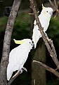 Sulphur-crested Cockatoo